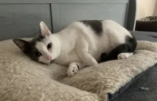 Gracie