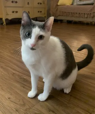 Gracie