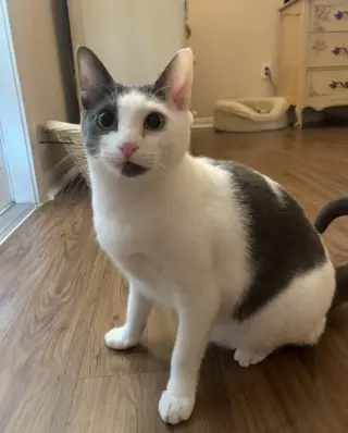Gracie