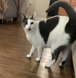 Gracie