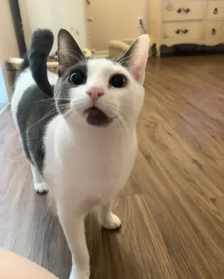 Gracie