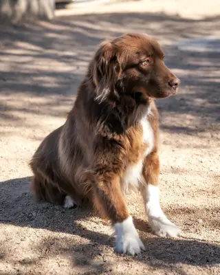 JACK