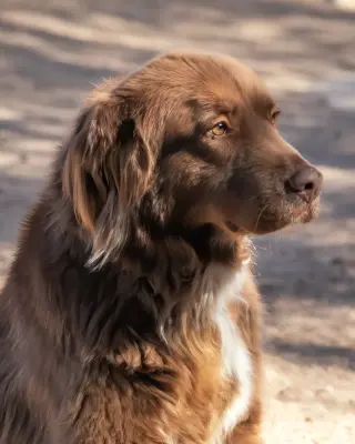 JACK