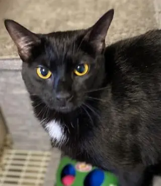 Ebony