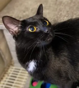 Ebony