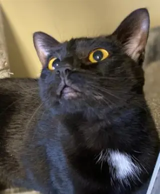 Ebony