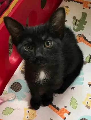 Ebony