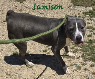 Jamison