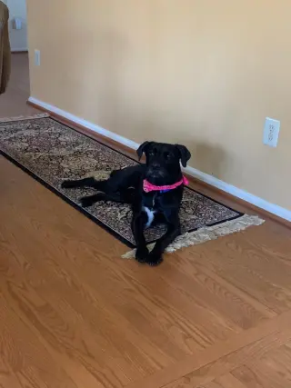 Shadow