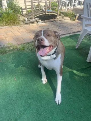 FERGAL aka RAMBO