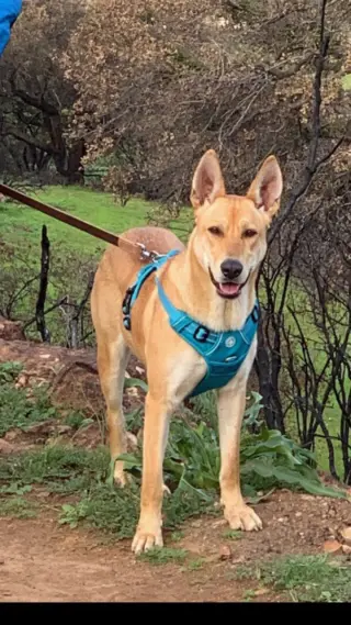 DIXIE