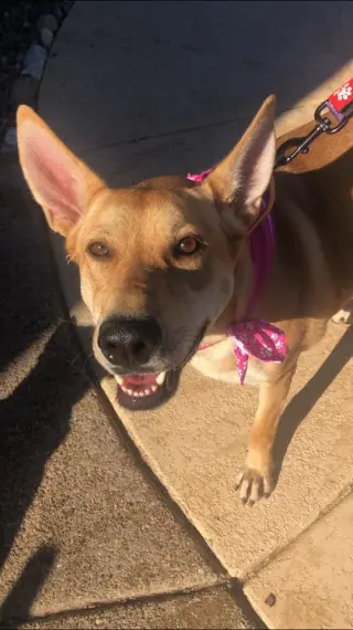 DIXIE