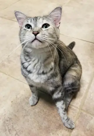 Pats