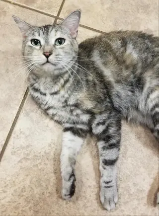 Pats