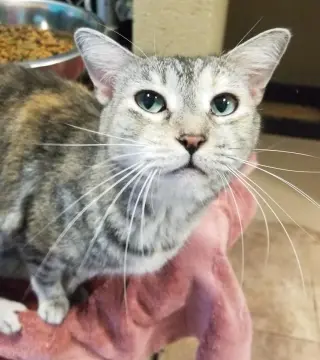 Pats