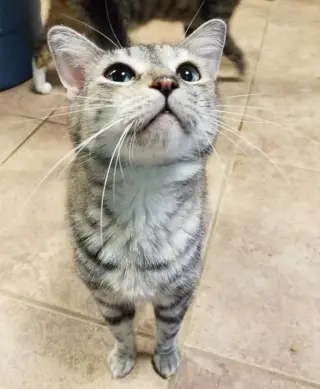 Pats