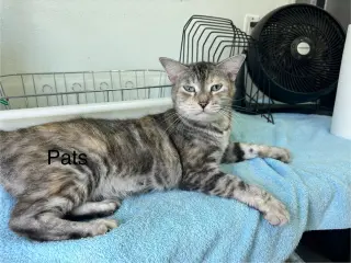 Pats