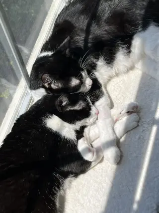 DB (bonded with Domino)