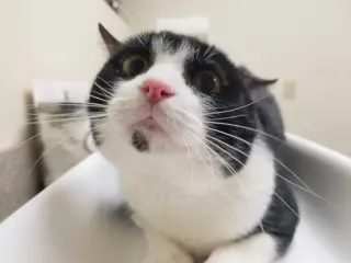 DB (bonded with Domino)