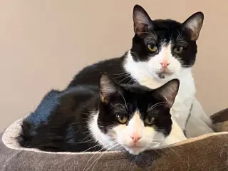 DB (bonded with Domino)