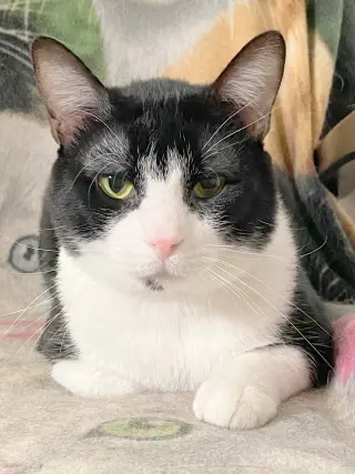 DB (bonded with Domino)