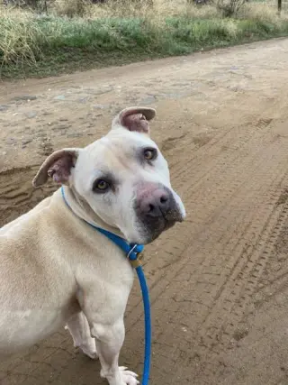 Prince