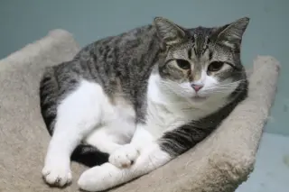 Nip