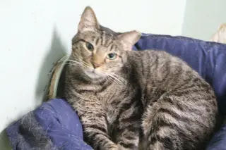 Mr Kat