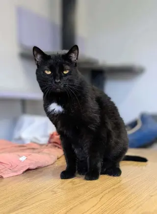Soot