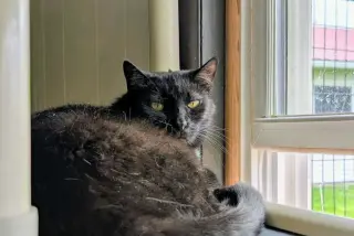 Soot