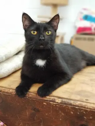 Soot