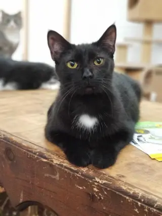 Soot