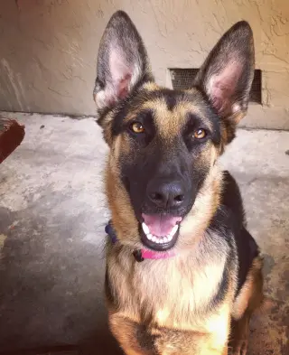 Sadie
