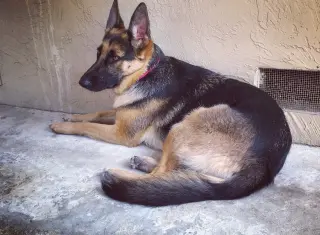 Sadie
