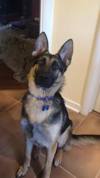 Sadie