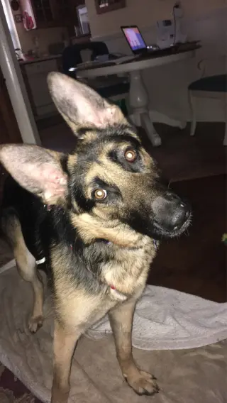 Sadie