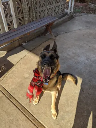 Sadie