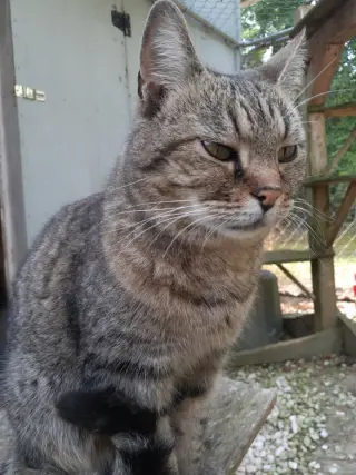 Little Guy