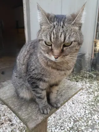 Little Guy