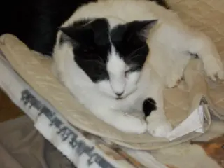 Romeo