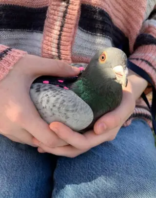 Pidgy w/Beanie