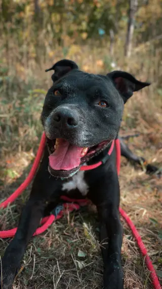 Porter