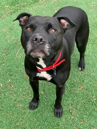Porter
