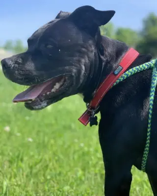 Porter
