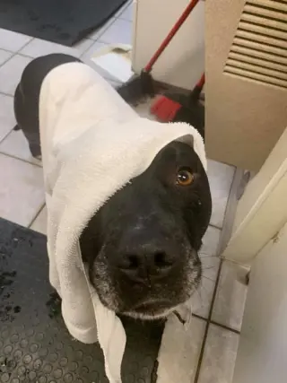 Porter