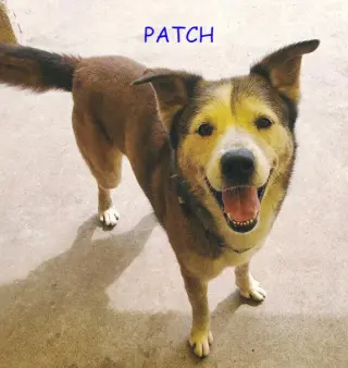 Patch