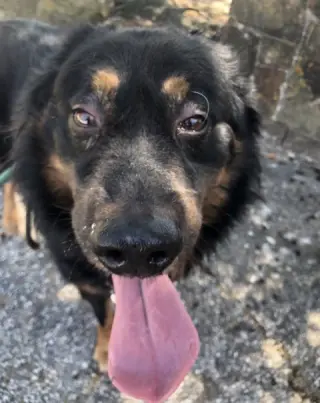 Apollo