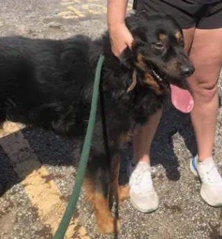 Apollo