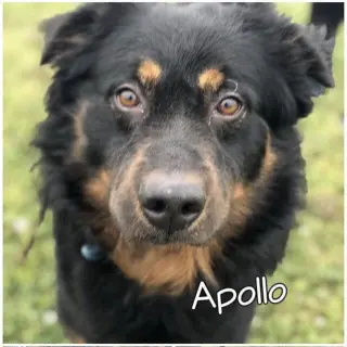 Apollo