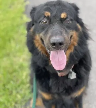 Apollo